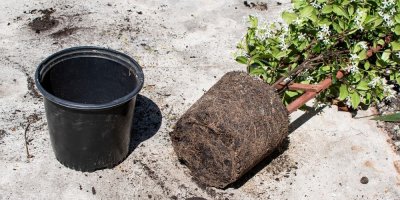 Přesazování jasmínu