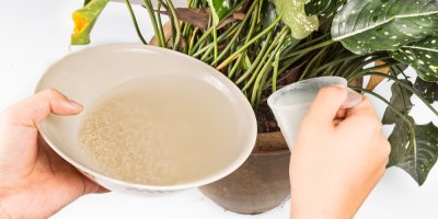 Žena zalévá květiny rýžovou vodou