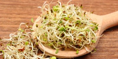 Naklíčená semena vojtěšky