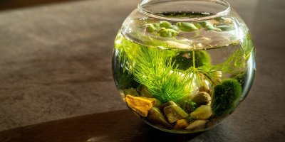 Řasokoule v kulatém akváriu s kameny a dalšími rostlinami