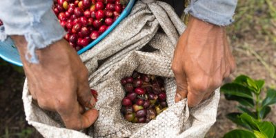 Člověk sbírá kávová zrna