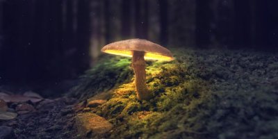 Houba rostoucí v noci