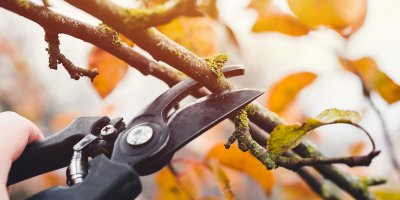 Člověk zastřihává větev stromu zahradnickými nůžkami