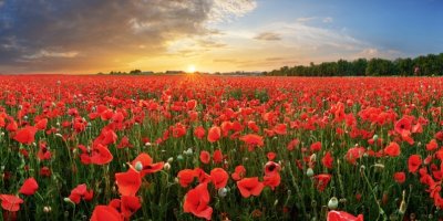 Kvetoucí mák na poli