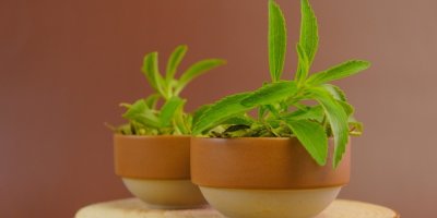 Stévie ve dvou květináčích