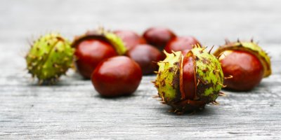 Plody stromu jírovce maďal