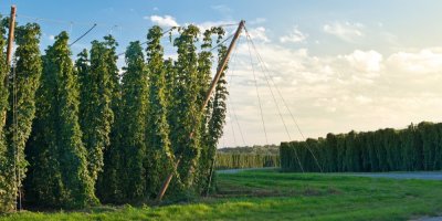 Pole s žateckým chmelem