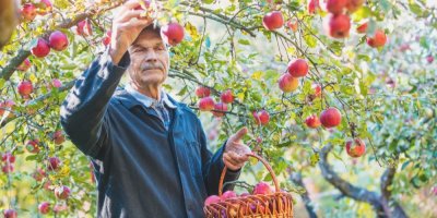 Starší muž sbírá jablka