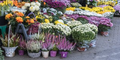Nabídka květin v květinářství