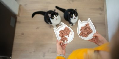 Žena krmí dvě kočky