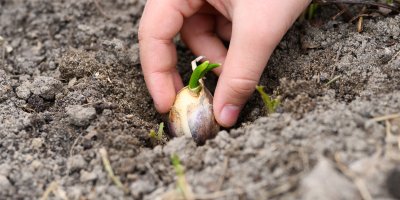 Člověk umisťuje česnekovou sadbu do hlíny