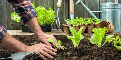 Muž sází salát do záhonku