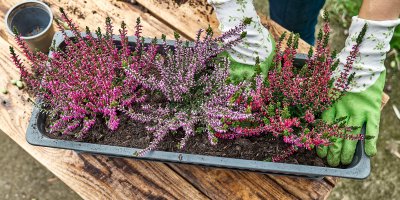 Člověk sází vřesy do truhlíku