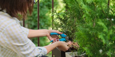 Žena nůžkami zastřihává jehličnan na balkoně