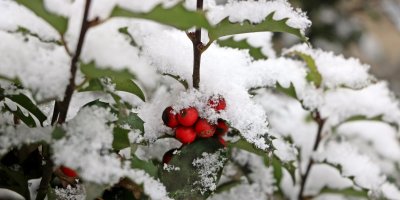 Zasněžená cesmína