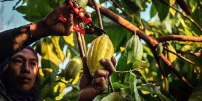 Člověk sklízí kakaový bob