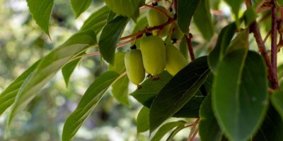 Listy mini kiwi (actinidia arguta) na zahradě