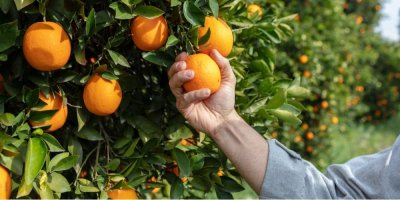 Ruka trhající pomeranč