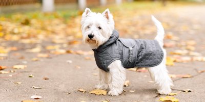 Bílý teriér v šedé vestě, kolem něj je popadané listí