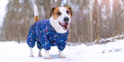 Jack Russell teriér v modré kombinéze na zasněžené cestě