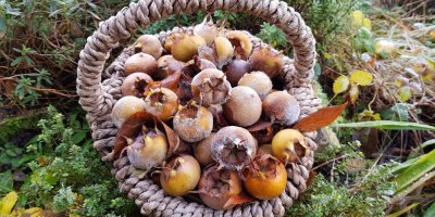 Zmrzlé mišpule v košíku