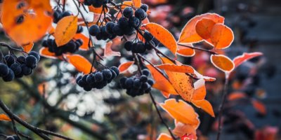 Plody a listy arónie