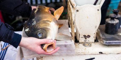 Člověk váží živého kapra