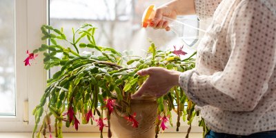 Žena rosí vánoční kaktus v květináči