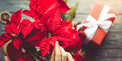 Rozkvetlá vánoční hvězda vedle dárku