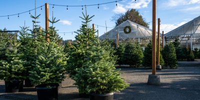 Prodej stromečků v květináči