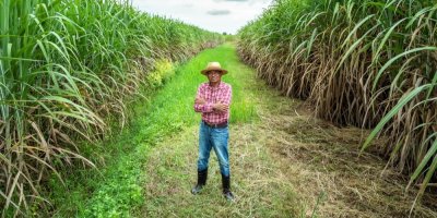 Farmář uprostřed cukrové plantáže