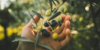 Ruka sklízí olivy z větvičky