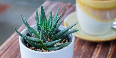 Aloe vera v květináči a šálek kávy na stole
