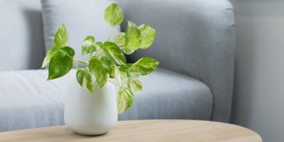 Šplhavnice na konferenčním stolku před gaučem