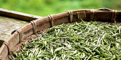 Čerstvě nasbírané čajové lístky