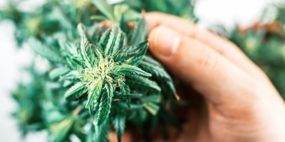 Ruka držící marihuanu