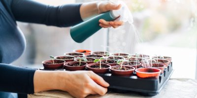 Žena zavlažuje klíčící rostlinky v květináčích za oknem