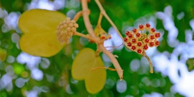 Krásně kvetoucí hoya Sweetheart s listy ve tvaru srdce