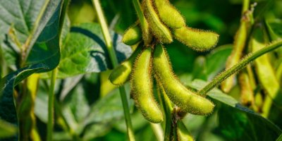 Volně rostoucí lusky edamame