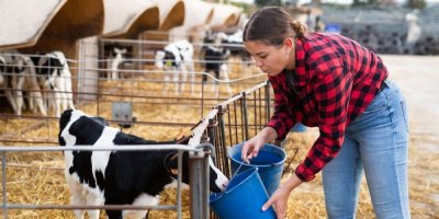 Žena krmí na farmě tele