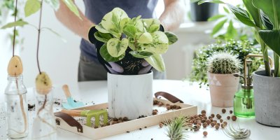 Muž přesazuje pokojové rostliny