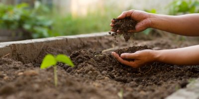 Ruce drží hlínu v záhonu