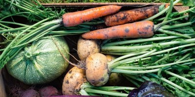 Čerstvě sklizená zelenina s hlínou