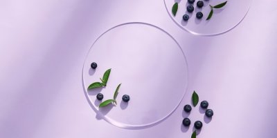 Několik bobulek borůvek na laboratorním sklíčku