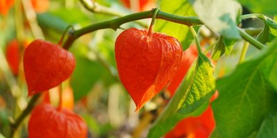 Rostoucí oranžová mochyně