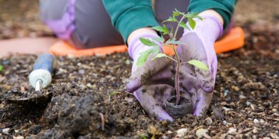 Člověk sází rostlinu
