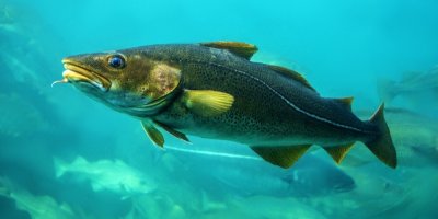 Živá treska ve vodě