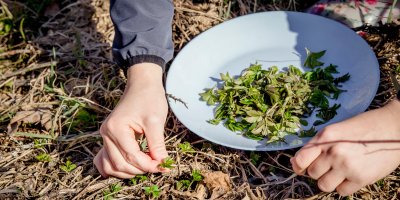Člověk trhá mladé výhonky bršlice a dává je na talíř