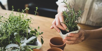 Žena přesazuje bylinky do květináčů