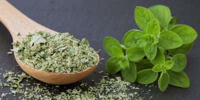 Sušené a čerstvé listy majoránky